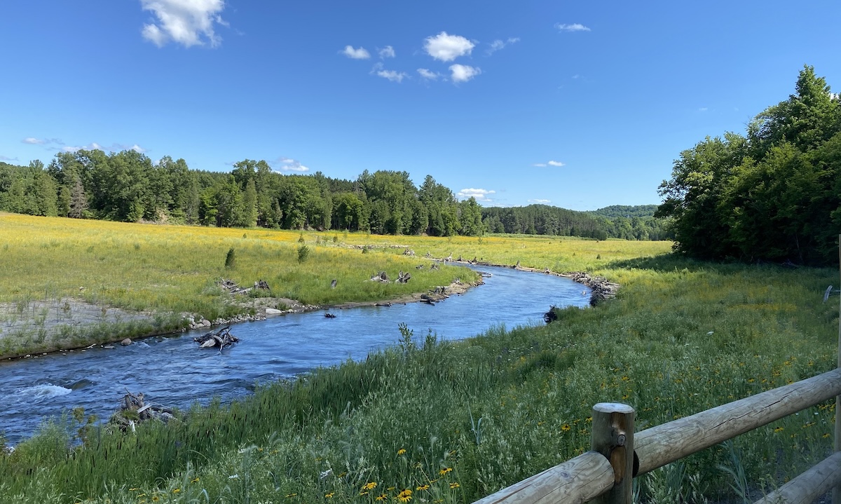 Let’s Touch Grass with the GT Conservation District | Features ...