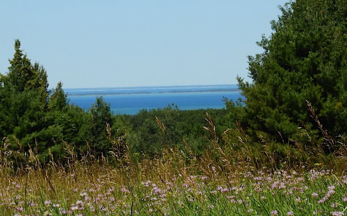 Art, Midsummer Fun, and Books