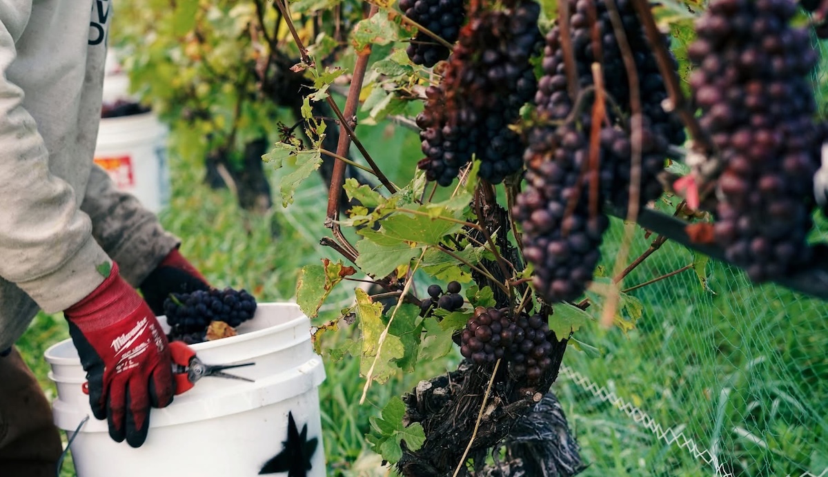 The 2026 Vineyard Recap: The Harvest, The Bottle, and The Experience