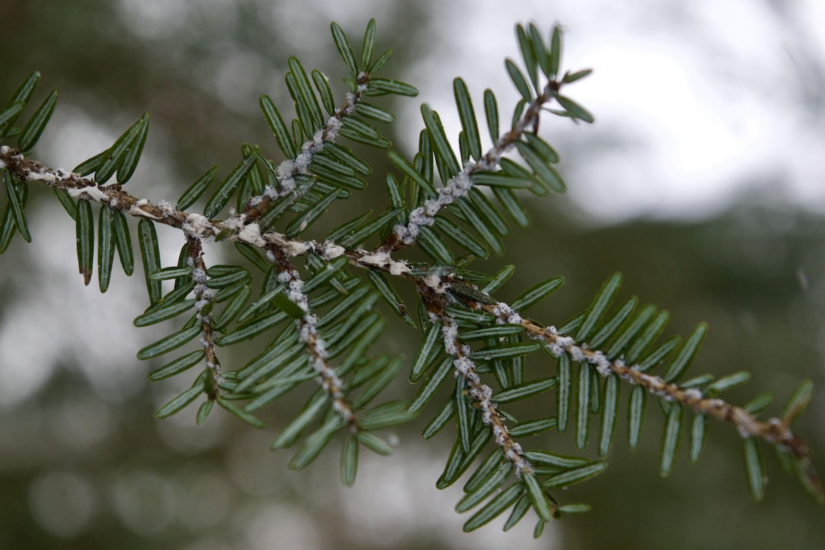 Michigan Association of Conservation Districts Rallying for Spring
