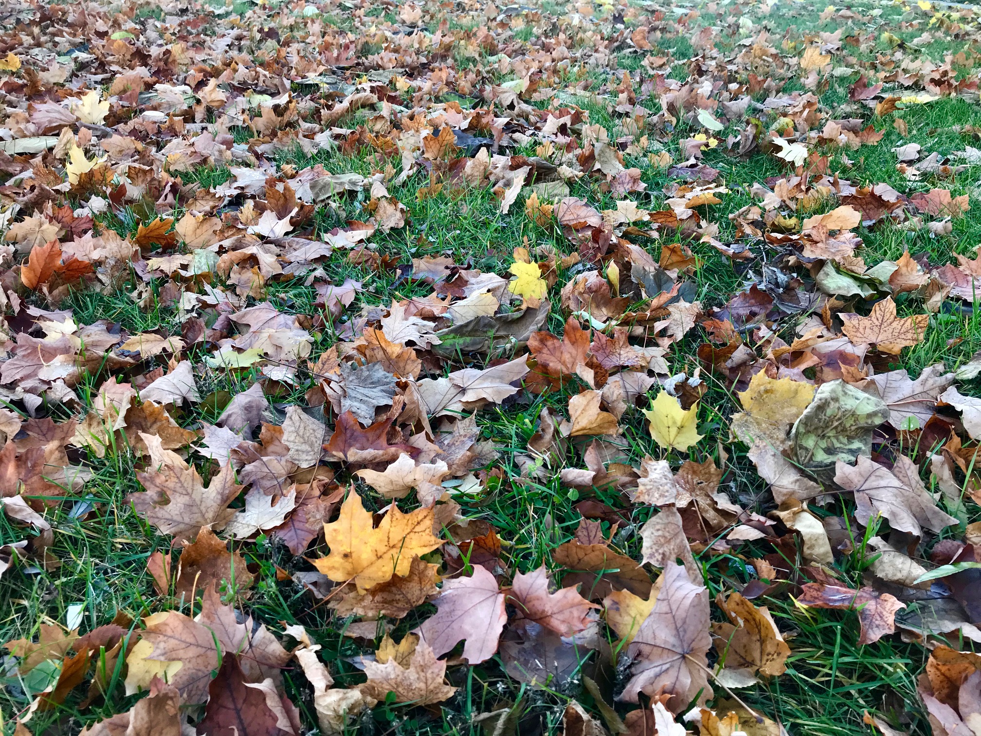 City Leaf PickUp Starts April 11 The Ticker