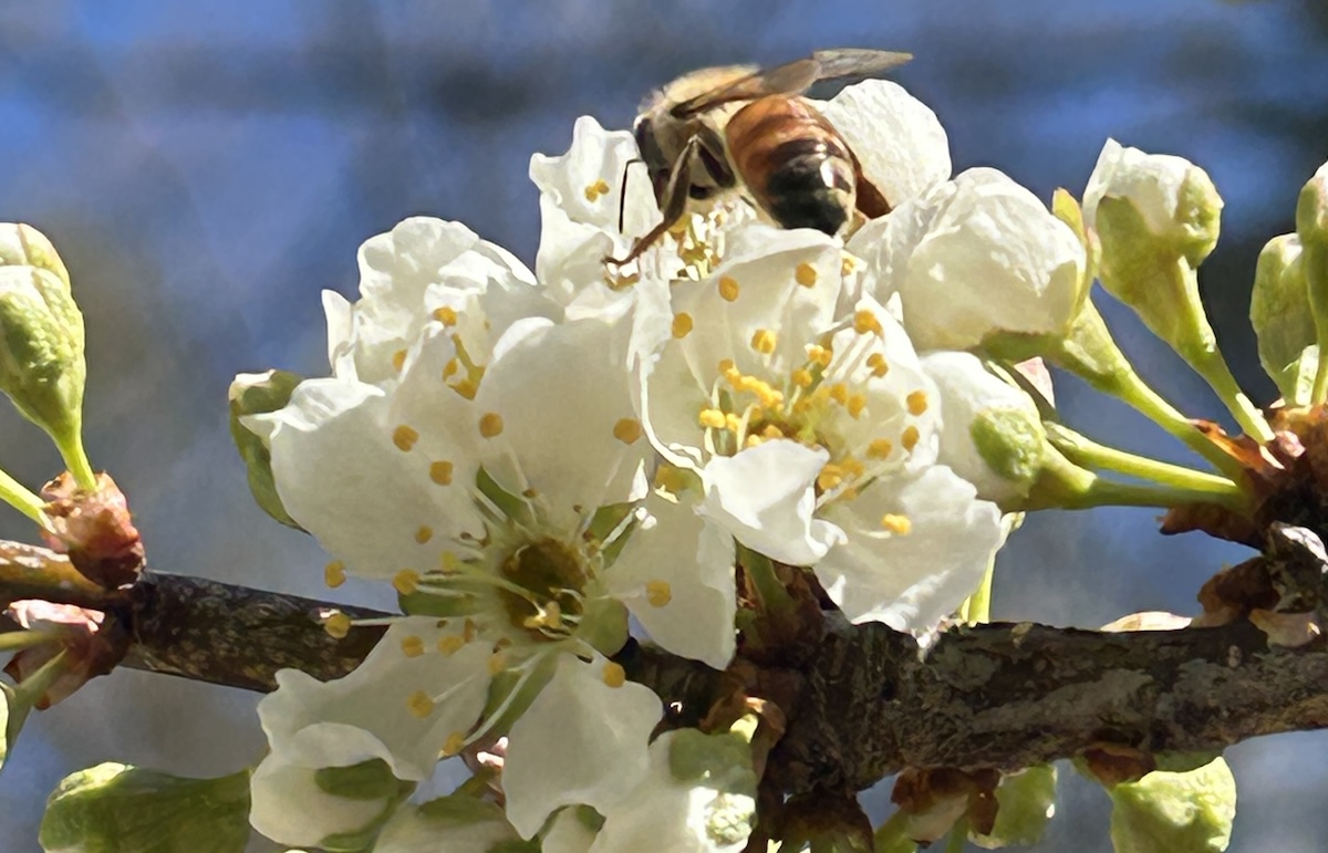 Northern Bees Buzz Kill? | Features | Northern Express