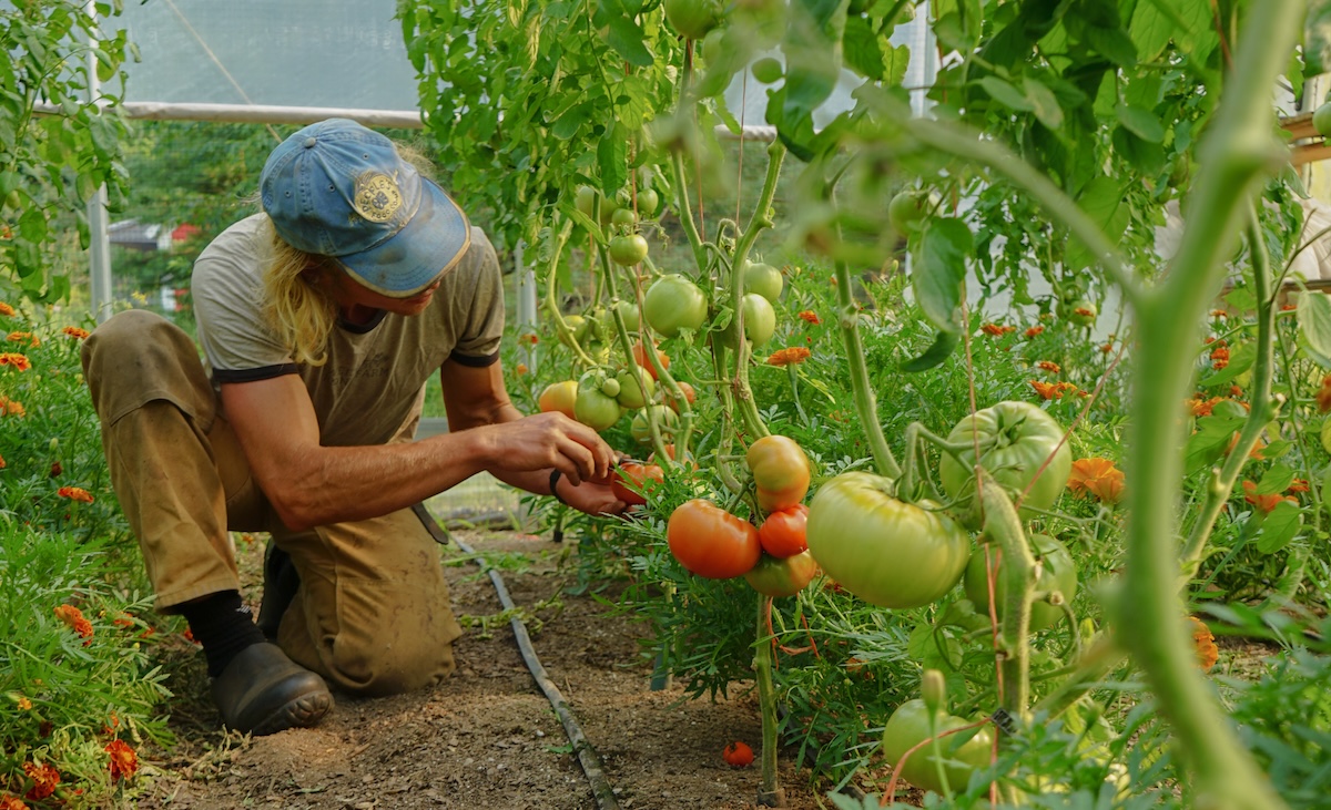 Down to Earth at Sweet Frond Farm