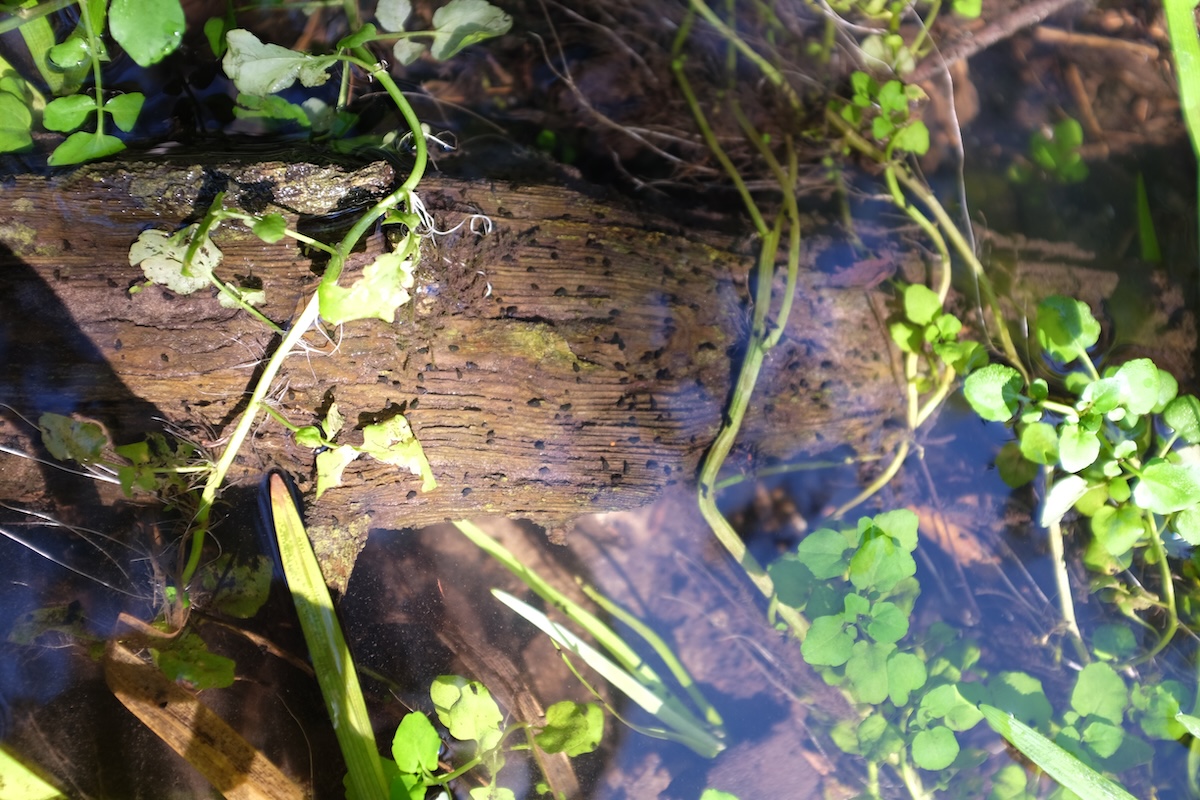 The Battle Against Aquatic Invasive Species