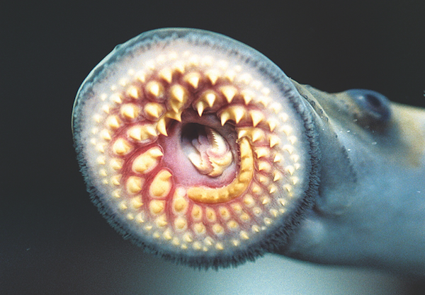 Nemis Animal The Great Lakes’ Longtime Nemesis is Going Down | Features | Northern ...