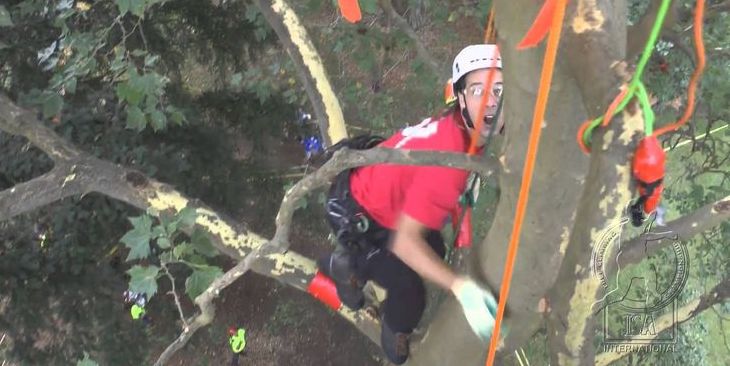 Michigan Tree Climbing Championship Comes To Traverse City | The Ticker