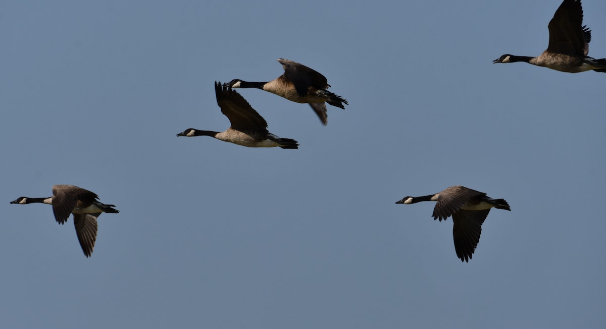 Fall Birding: Making the most of the migration season | Features ...