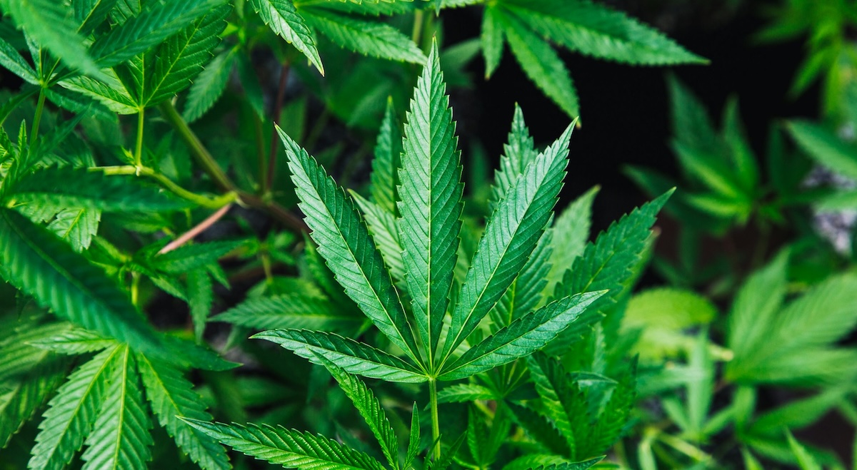 From High Times to Bad Times: Cannabis Tax Affects Locally-Owned Dispensaries