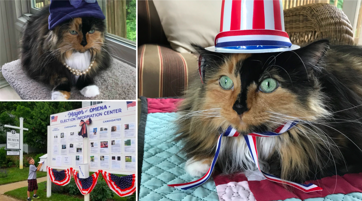 Sweet Tart The Cat Running Again For Omena’s Mayor The Ticker