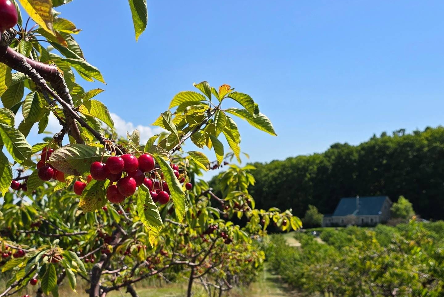 'Every Cherry Is Counting This Year': Northern Michigan Weathers Second ...